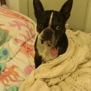 Meet your Posher, Robin